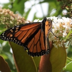 Danaus plexippus at Hughes, ACT - 26 Jan 2021