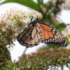 Danaus plexippus at Hughes, ACT - 26 Jan 2021