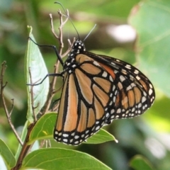 Danaus plexippus at Hughes, ACT - 26 Jan 2021 11:54 AM