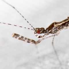 Empicoris sp. (genus) (Thread-legged assassin bug) at Melba, ACT - 4 Jan 2021 by Bron