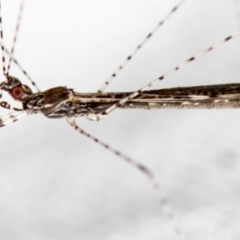 Empicoris sp. (genus) at Melba, ACT - 4 Jan 2021