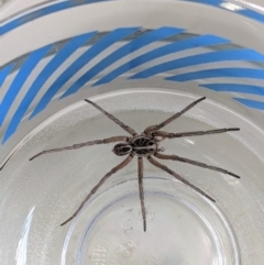 Venatrix sp. (genus) (Unidentified Venatrix wolf spider) at Deakin, ACT - 26 Jan 2021 by JackyF