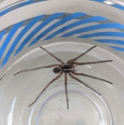 Venatrix sp. (genus) (Unidentified Venatrix wolf spider) at Deakin, ACT - 26 Jan 2021 by JackyF