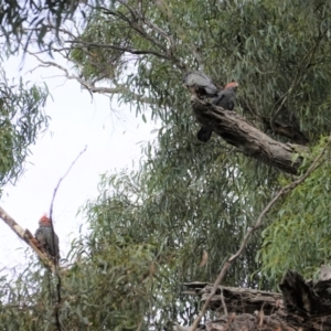 Callocephalon fimbriatum at Hughes, ACT - suppressed