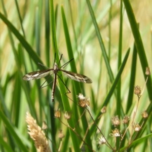 Tipulidae or Limoniidae (family) at Paddys River, ACT - 25 Jan 2021 11:35 AM