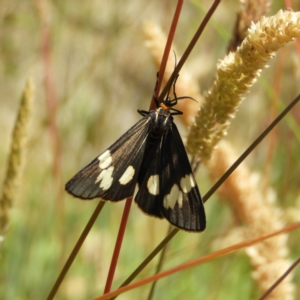 Nyctemera amicus at Paddys River, ACT - 25 Jan 2021 11:47 AM