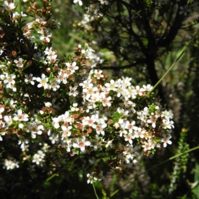 Baeckea utilis (Mountain Baeckea) at Paddys River, ACT - 25 Jan 2021 by MatthewFrawley