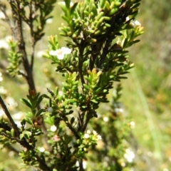 Baeckea utilis at Paddys River, ACT - 25 Jan 2021 11:55 AM