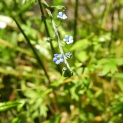 Myosotis laxa subsp. caespitosa (Water Forget-me-not) at Paddys River, ACT - 25 Jan 2021 by MatthewFrawley