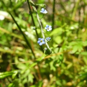 Myosotis laxa subsp. caespitosa at Paddys River, ACT - 25 Jan 2021