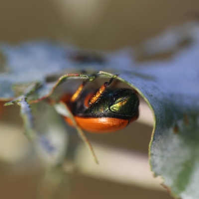 Anoplognathus brunnipennis (Green-tailed Christmas beetle) at Wandiyali-Environa Conservation Area - 24 Jan 2015 by Wandiyali