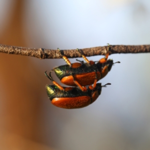 Anoplognathus brunnipennis at Googong, NSW - 25 Jan 2015