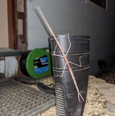 Ctenomorpha marginipennis (Margin-winged stick insect) at Currawang, NSW - 22 Jan 2021 by camcols