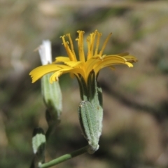 Chondrilla juncea (Skeleton Weed) at Gordon, ACT - 20 Dec 2020 by member211