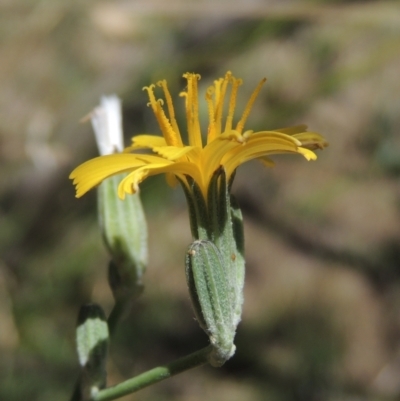 Chondrilla juncea (Skeleton Weed) at Point Hut Pond - 20 Dec 2020 by member211