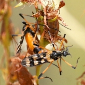 Gynoplistia (Gynoplistia) bella at Majura, ACT - 26 Jan 2021