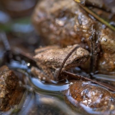 Crinia signifera at Majors Creek, NSW - 24 Jan 2021 by trevsci