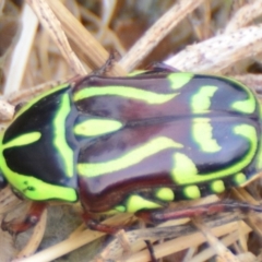 Eupoecila australasiae (Fiddler Beetle) at Goulburn Mulwaree Council - 26 Jan 2021 by mcleana