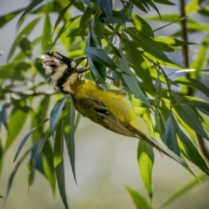 Falcunculus frontatus at Majors Creek, NSW - 24 Jan 2021