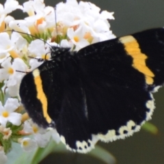 Eutrichopidia latinus (Yellow-banded Day-moth) at Goulburn Mulwaree Council - 26 Jan 2021 by mcleana