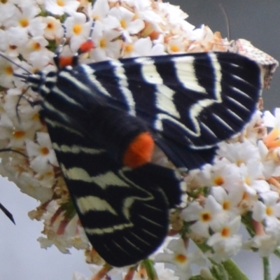 Comocrus behri (Mistletoe Day Moth) at Goulburn Mulwaree Council - 26 Jan 2021 by mcleana