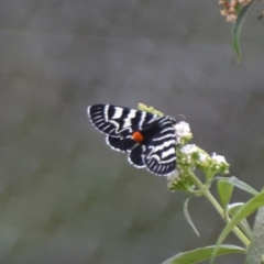 Comocrus behri at Boro, NSW - 26 Jan 2021