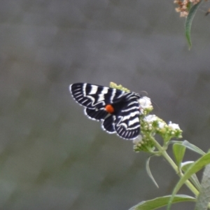 Comocrus behri at Boro, NSW - 26 Jan 2021