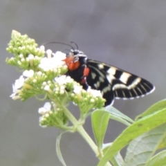 Comocrus behri at Boro, NSW - 26 Jan 2021