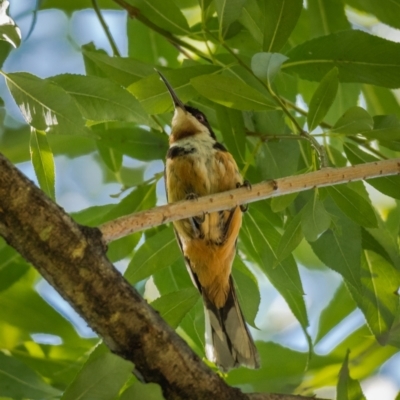 Acanthorhynchus tenuirostris (Eastern Spinebill) at Araluen, NSW - 24 Jan 2021 by trevsci