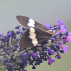 Nyctemera amicus (Senecio Moth, Magpie Moth, Cineraria Moth) at Goulburn Mulwaree Council - 26 Jan 2021 by mcleana