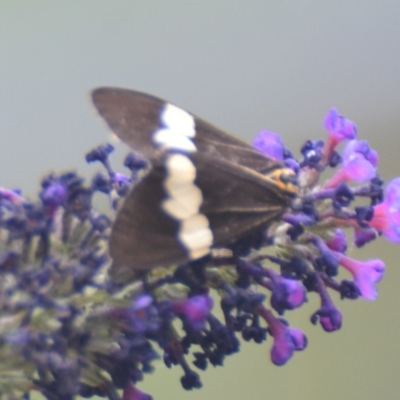 Nyctemera amicus (Senecio Moth, Magpie Moth, Cineraria Moth) at Boro, NSW - 26 Jan 2021 by mcleana