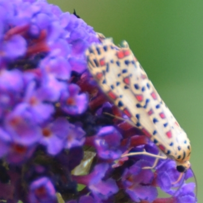 Utetheisa pulchelloides (Heliotrope Moth) at Boro, NSW - 26 Jan 2021 by mcleana