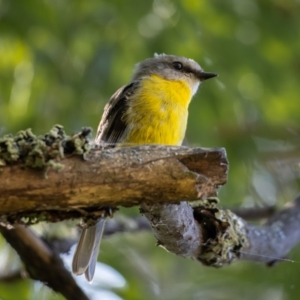 Eopsaltria australis at Araluen, NSW - 24 Jan 2021