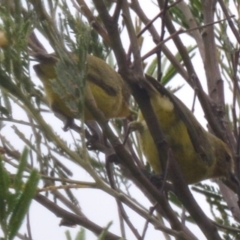 Acanthiza nana (Yellow Thornbill) at Goulburn Mulwaree Council - 26 Jan 2021 by mcleana