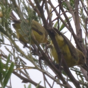 Acanthiza nana at Boro, NSW - 26 Jan 2021