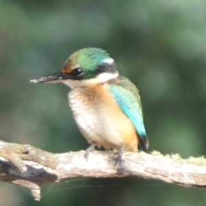 Todiramphus sanctus at Boro, NSW - 21 Jan 2021