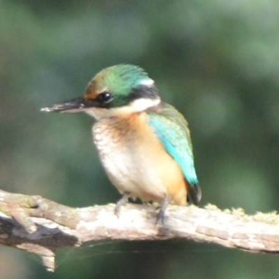 Todiramphus sanctus (Sacred Kingfisher) at Goulburn Mulwaree Council - 21 Jan 2021 by mcleana