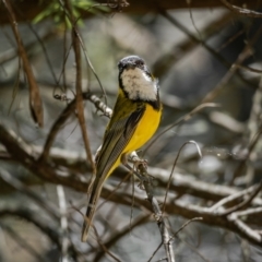 Pachycephala pectoralis (Golden Whistler) at Majors Creek, NSW - 24 Jan 2021 by trevsci