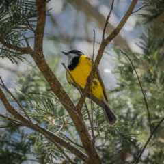 Pachycephala pectoralis at Majors Creek, NSW - 24 Jan 2021