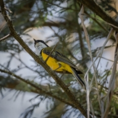 Pachycephala pectoralis at Majors Creek, NSW - 24 Jan 2021