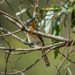 Myiagra rubecula at Araluen, NSW - 24 Jan 2021