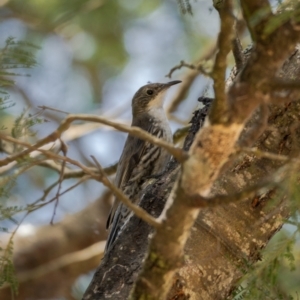 Cormobates leucophaea at Majors Creek, NSW - 24 Jan 2021