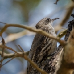 Cormobates leucophaea at Majors Creek, NSW - 24 Jan 2021