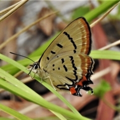 Jalmenus evagoras (Imperial Hairstreak) at Lower Cotter Catchment - 25 Jan 2021 by JohnBundock