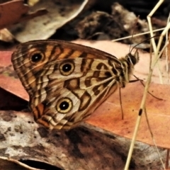 Geitoneura acantha (Ringed Xenica) at Cotter River, ACT - 25 Jan 2021 by JohnBundock