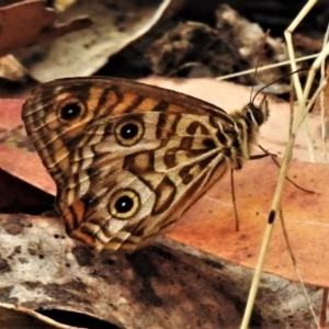 Geitoneura acantha at Cotter River, ACT - 26 Jan 2021 10:26 AM