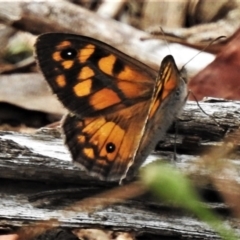 Geitoneura klugii (Marbled Xenica) at Cotter River, ACT - 26 Jan 2021 by JohnBundock