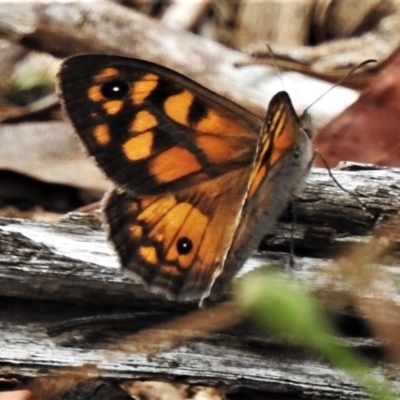 Geitoneura klugii (Marbled Xenica) at Lower Cotter Catchment - 25 Jan 2021 by JohnBundock