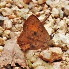 Paralucia aurifera (Bright Copper) at Lower Cotter Catchment - 25 Jan 2021 by JohnBundock