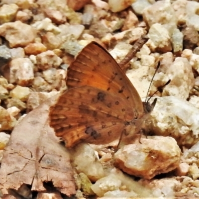 Paralucia aurifera (Bright Copper) at Cotter River, ACT - 25 Jan 2021 by JohnBundock